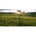 Café BrésiI- LINDA - Pur Cerrado
