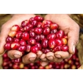 Café Honduras - Lempira SGH Bio*